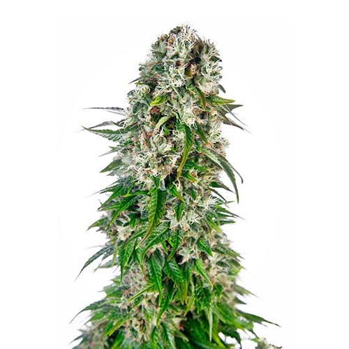 Big Bud Auto 3 Semi