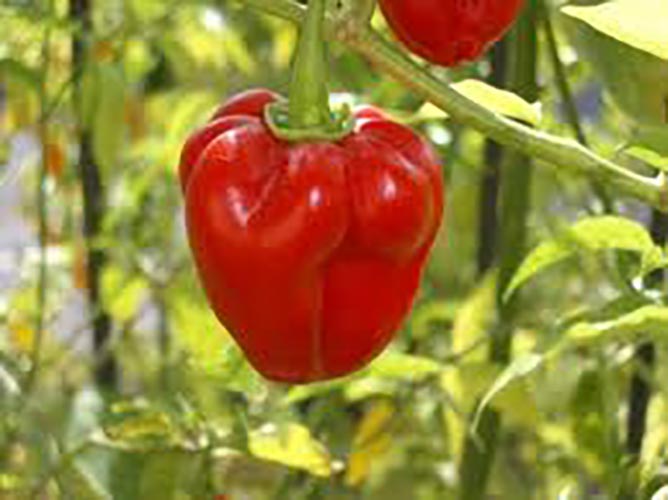 Peperoncino Habanero Red