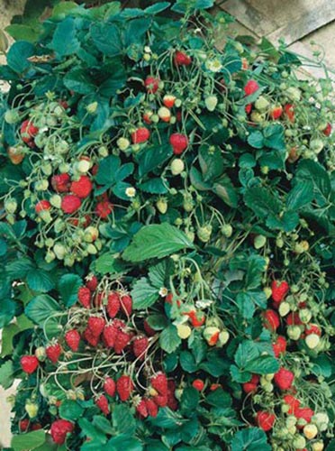 Fragola Rampicante