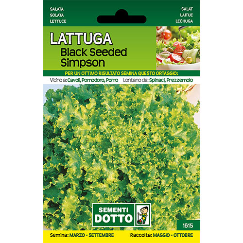 Lattuga Black Seeded Simpson