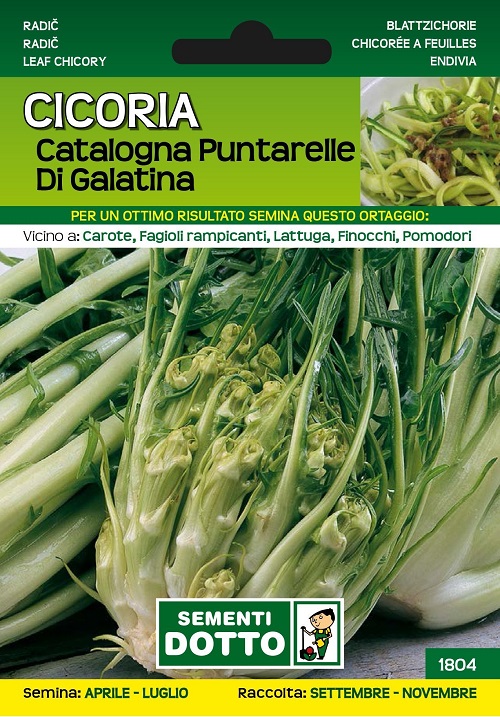 Cicoria Catalogna Puntarelle Di Galatina