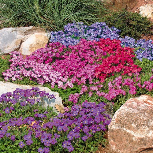 Fiori per Giardini rocciosi