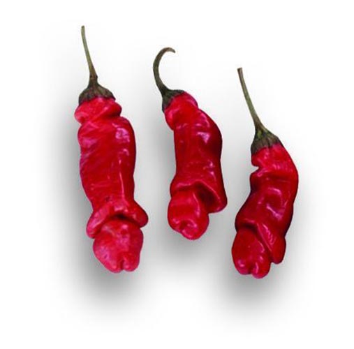 Peperoncino Peter Pepper