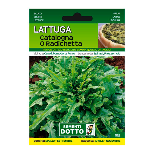 Lattuga Catalogna