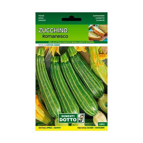 Zucchino Romanesco