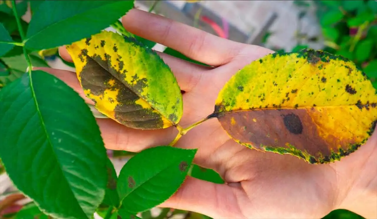 Come si combattono i funghi e le malattie delle piante in autunno? Il trattamento preventivo