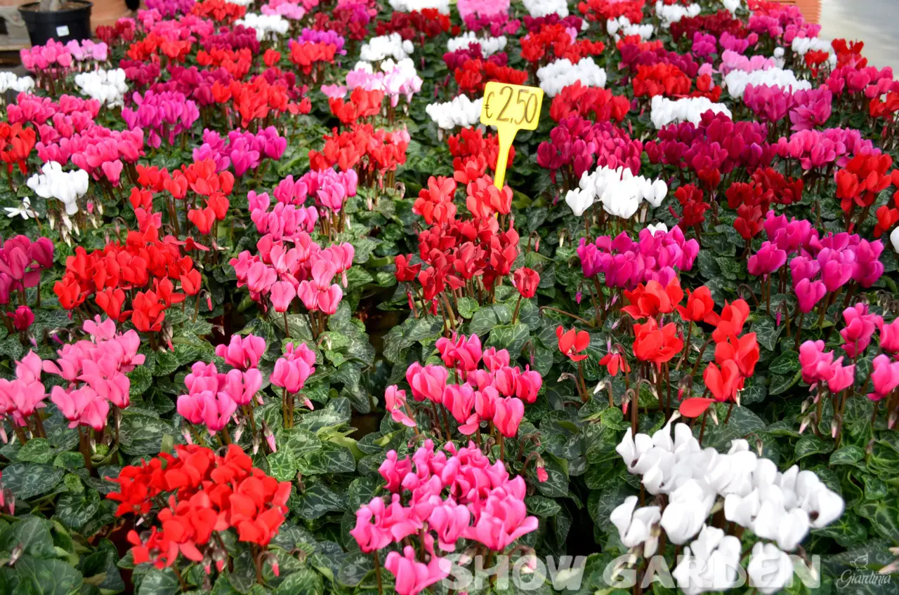 Che pianta fiorisce a settembre? Ecco la pianta che resiste al gelo e fiorisce