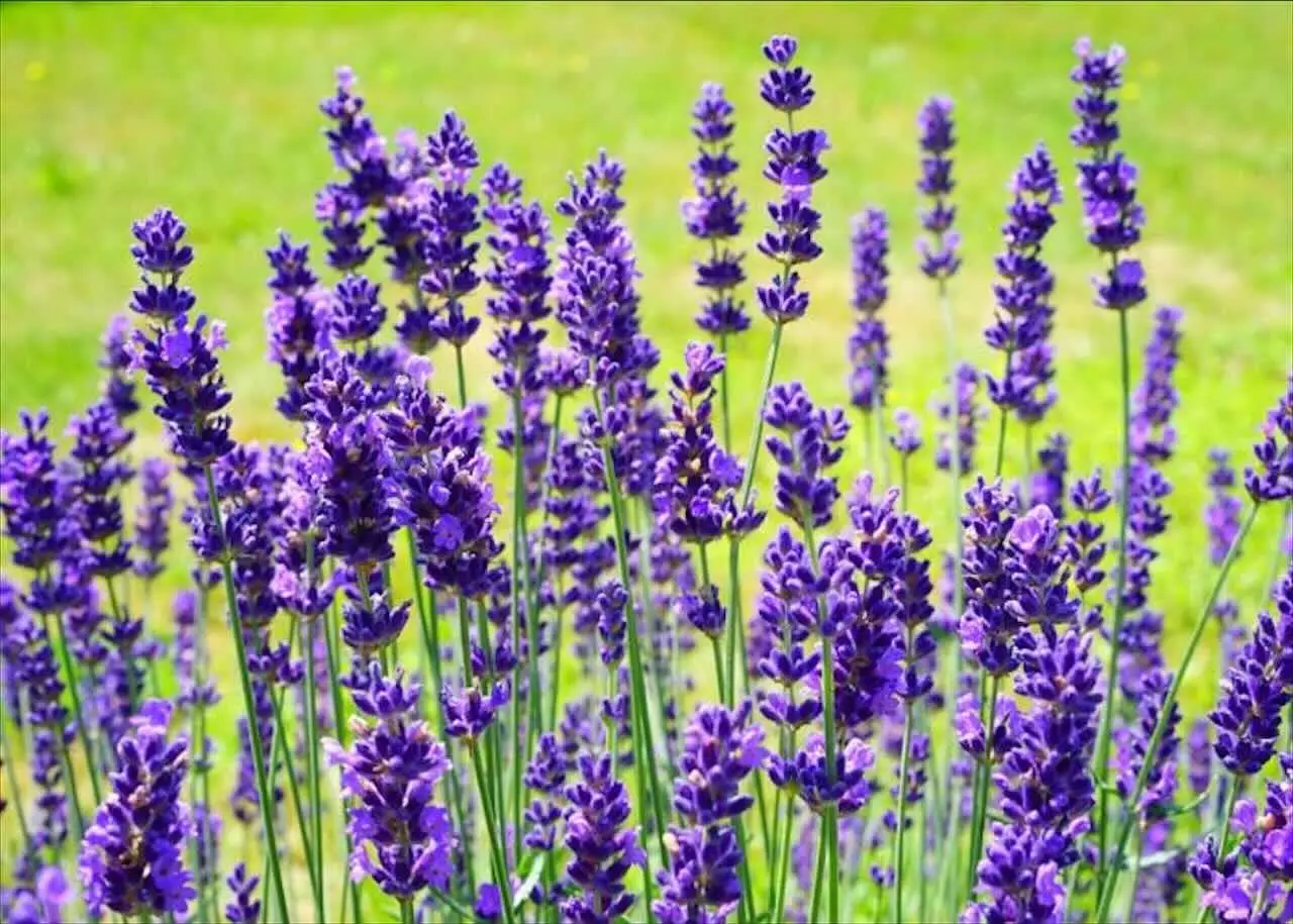 Metti la lavanda in giardino? Ecco gli insetti sorprendenti che attira (e non solo le zanzare)
