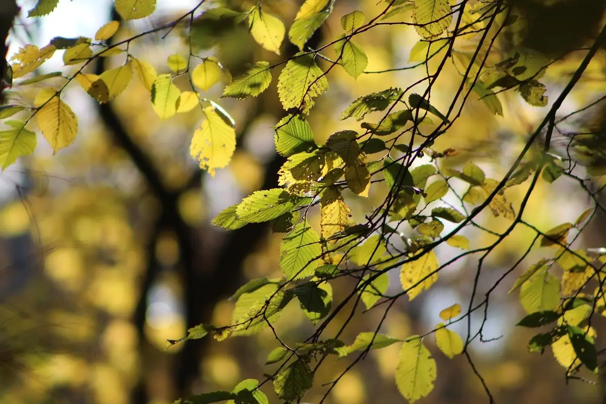Se non compri questa pianta caducifoglia stai sbagliando: ecco perché è fondamentale in giardino