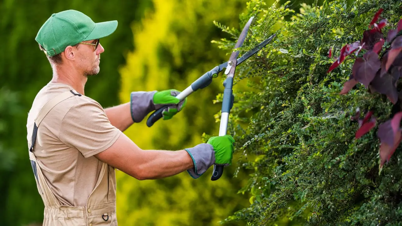Non solo piante: ecco perché chiamare un giardiniere risolve molti più problemi di quanto pensi