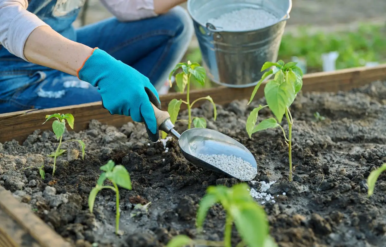 Non concimare le piante in autunno prima di aver ascoltato questo consiglio