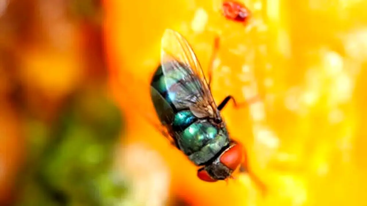 Allarme moscerini della frutta: ecco cosa trasportano sulle superfici di casa tua