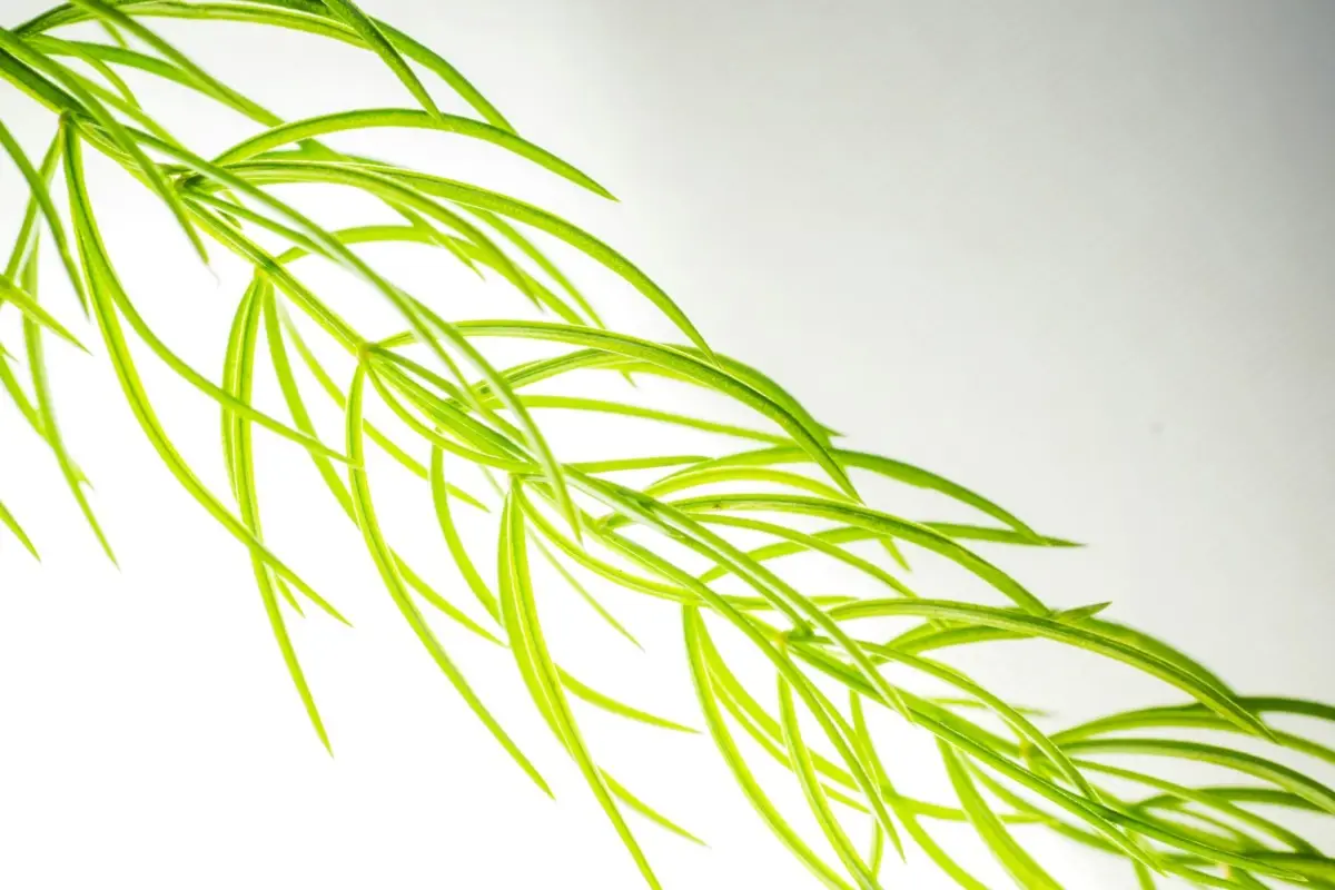 La pianta spettacolare che vive solo con l’aria: non ha bisogno di terra e cresce ovunque