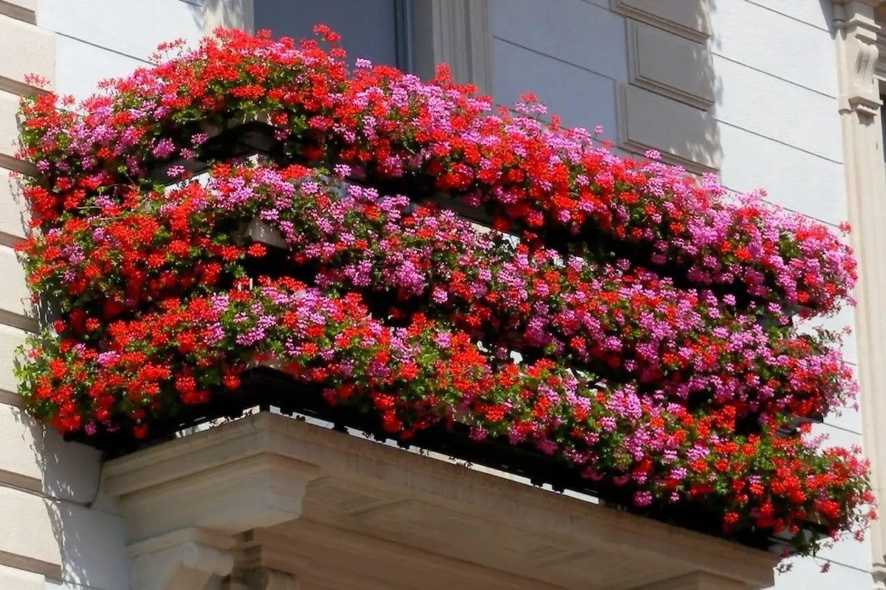 Le piante fiorite più facili e spettacolari per colorare balcone e giardino