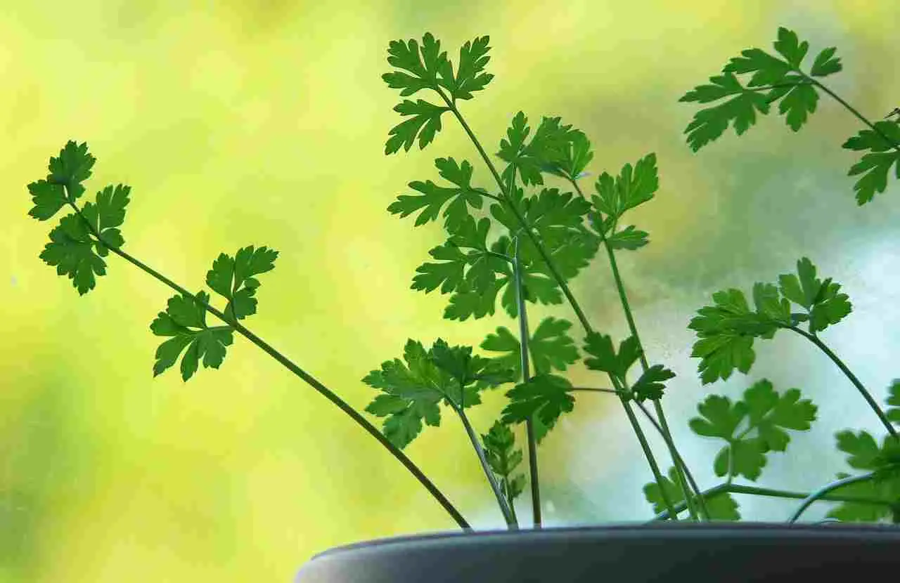 Non piantare la ruta vicino a quest’erba comune: ecco perché si odiano