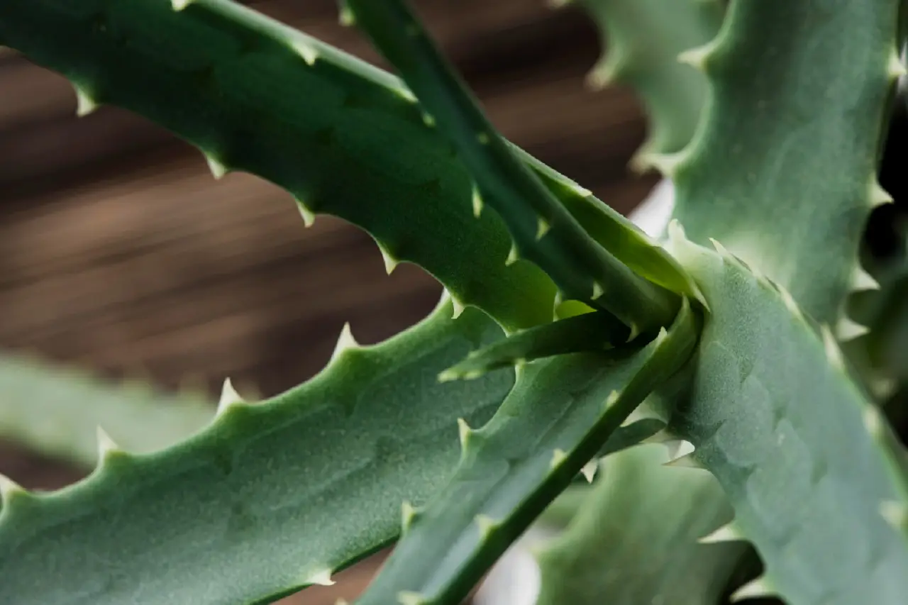 Come piantare un ramo di aloe senza radici: il trucco per farlo attecchire subito
