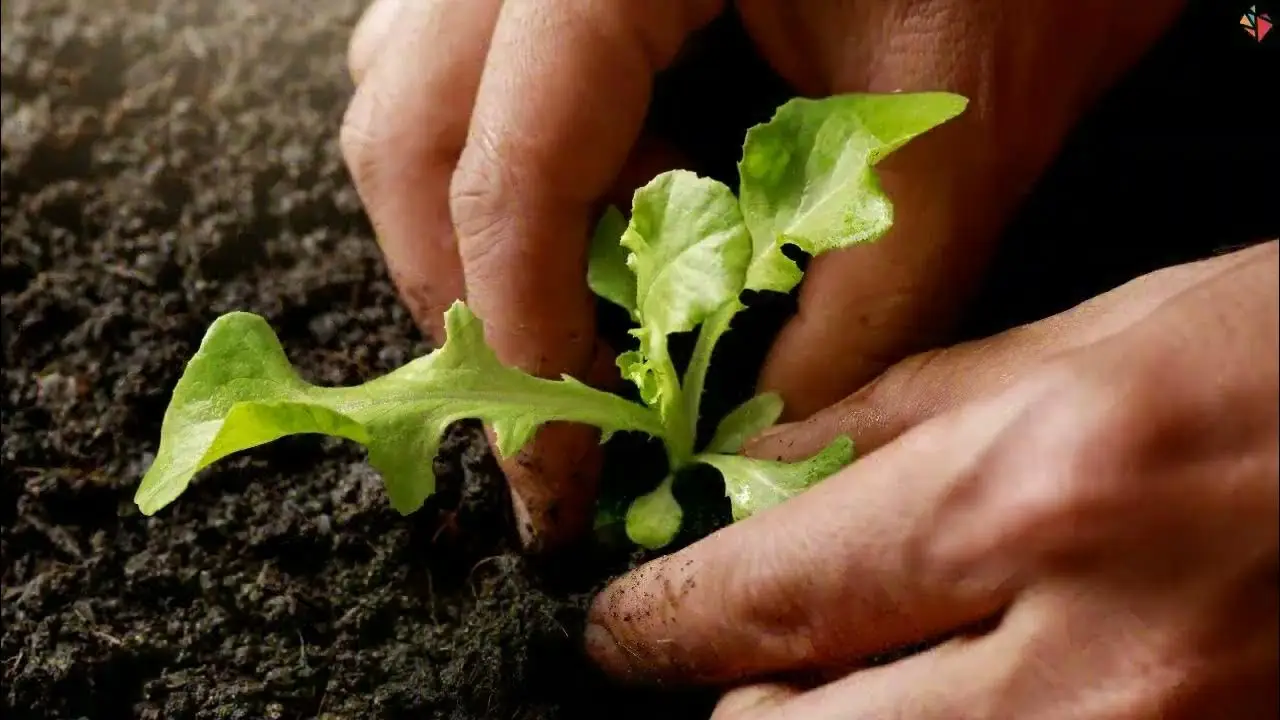 Come si fa a coltivare la rucola in vaso? La verdura facile e veloce per il balcone