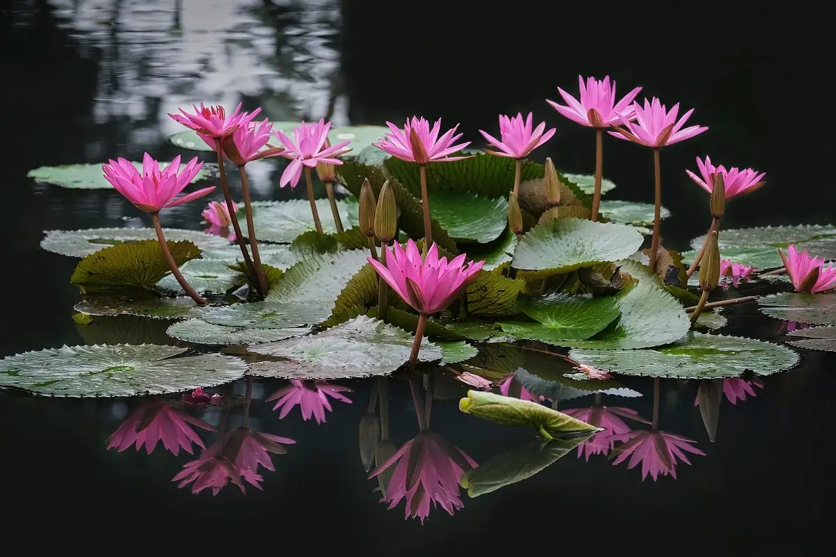 Piante acquatiche facili da coltivare in casa