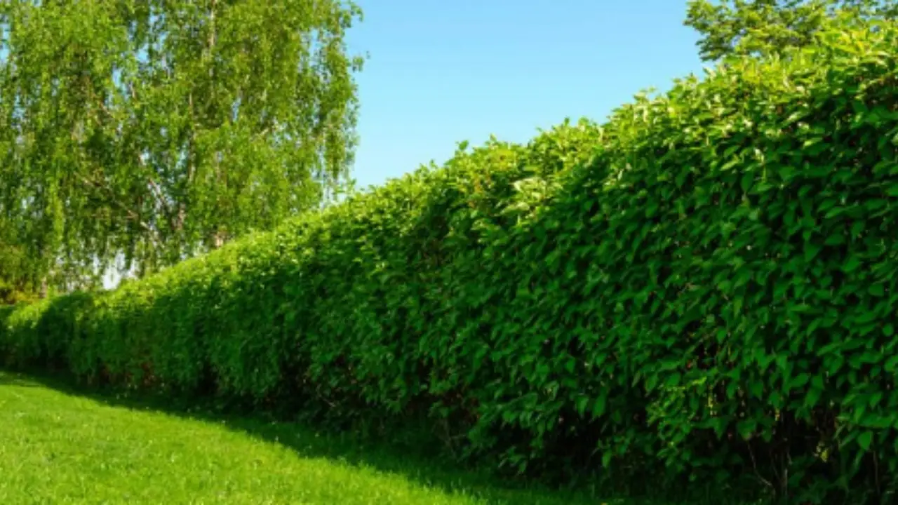 Come si fa a creare una recinzione naturale con una siepe? Le piante migliori e la distanza