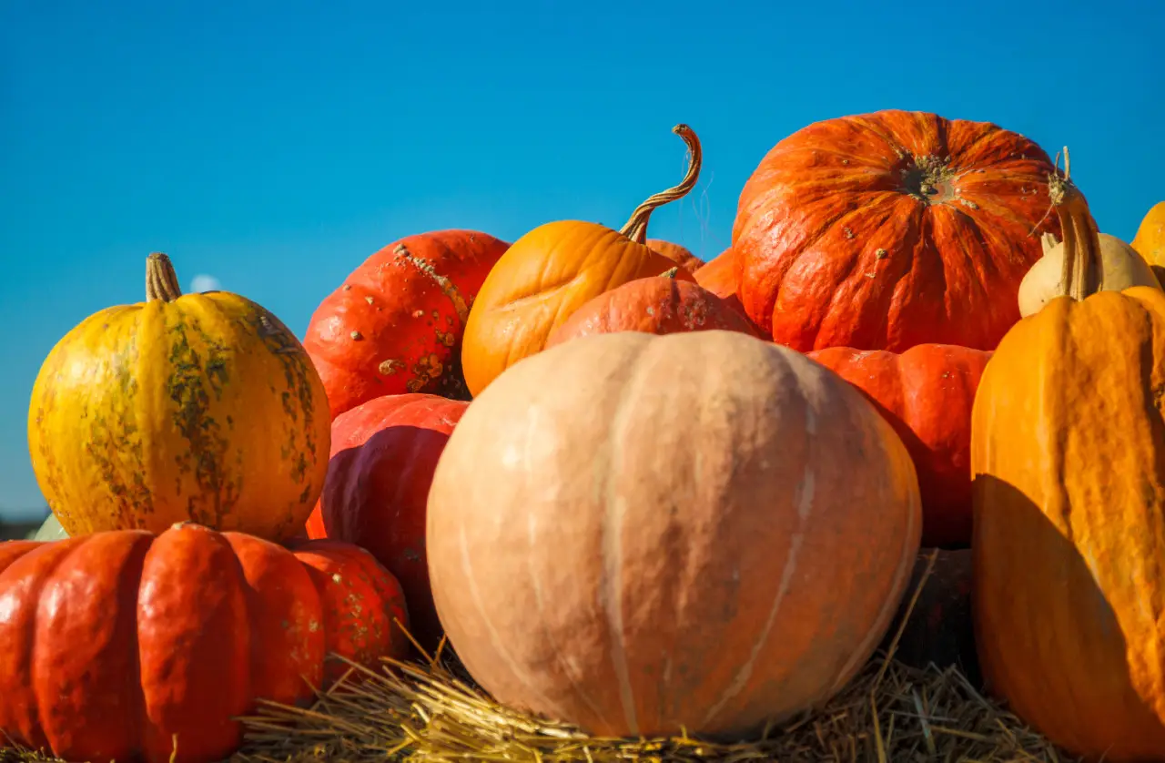 Hai raccolto troppe zucche? Ecco 3 metodi geniali per conservarle perfettamente fino a primavera