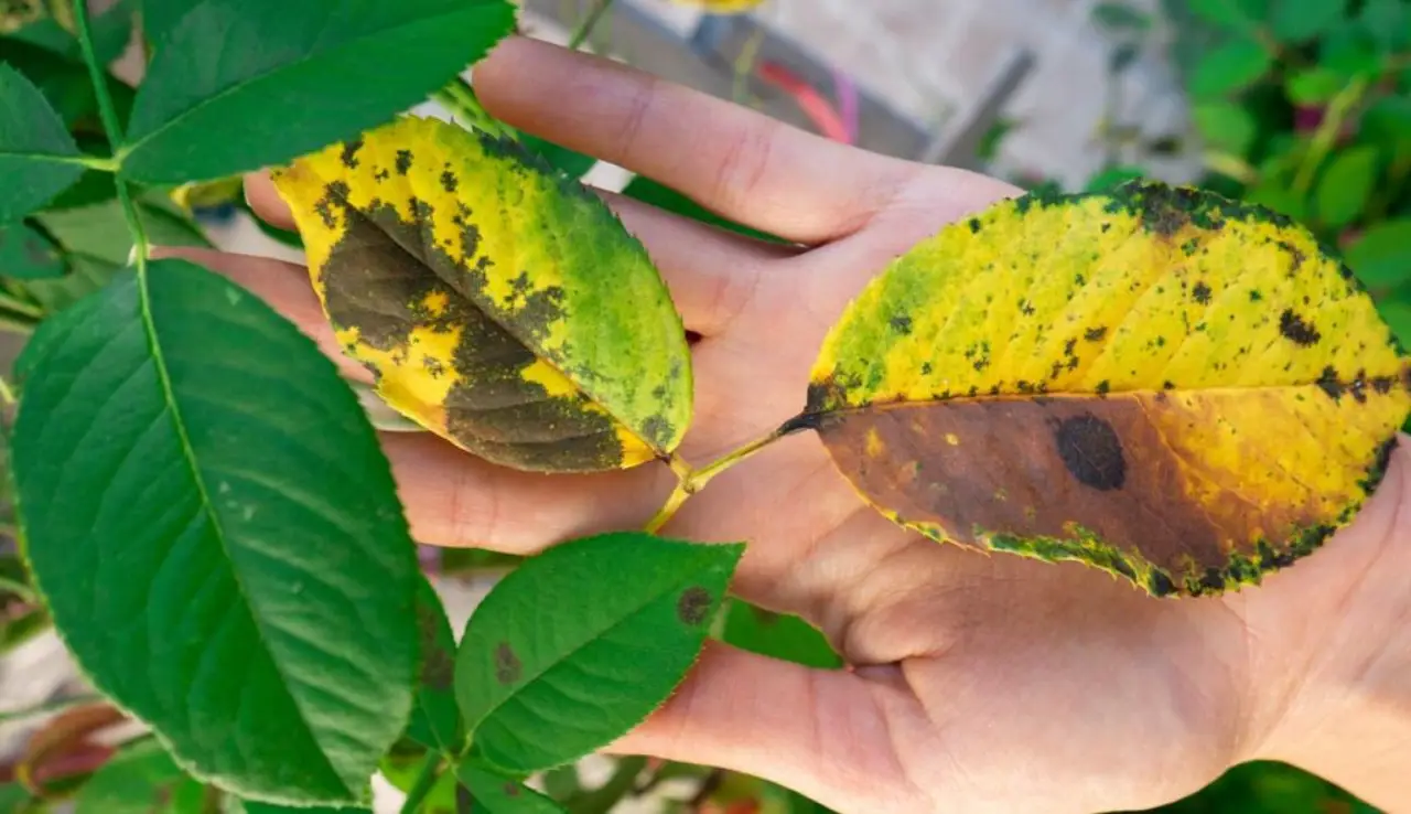 Come riconoscere i segnali di una pianta malata