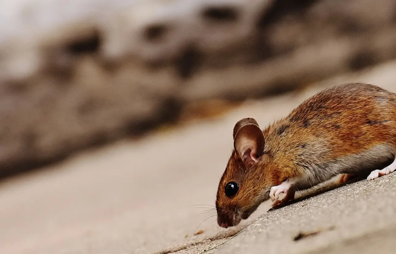 Allontanare i topi senza ucciderli: ecco il metodo naturale che funziona subito