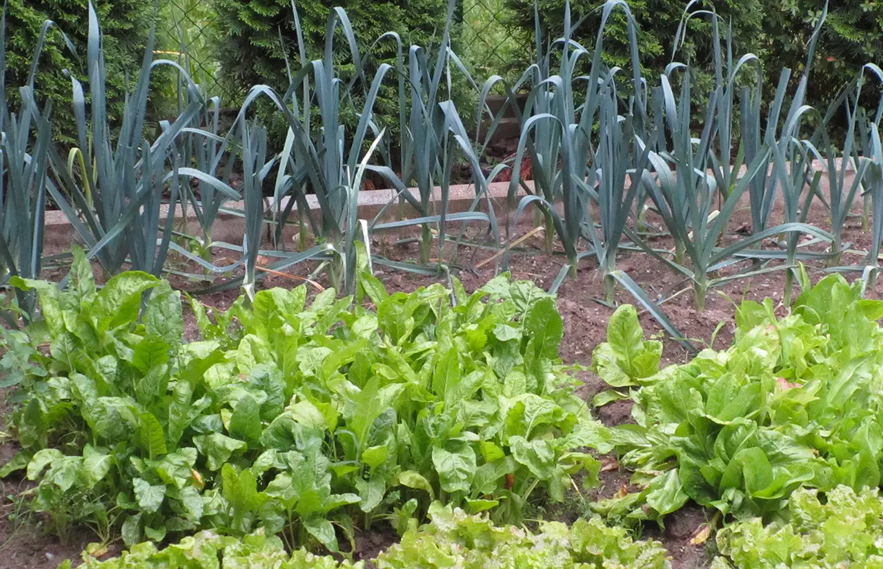 Come si fa a coltivare i porri nell’orto? Il trapianto e la rincalzatura