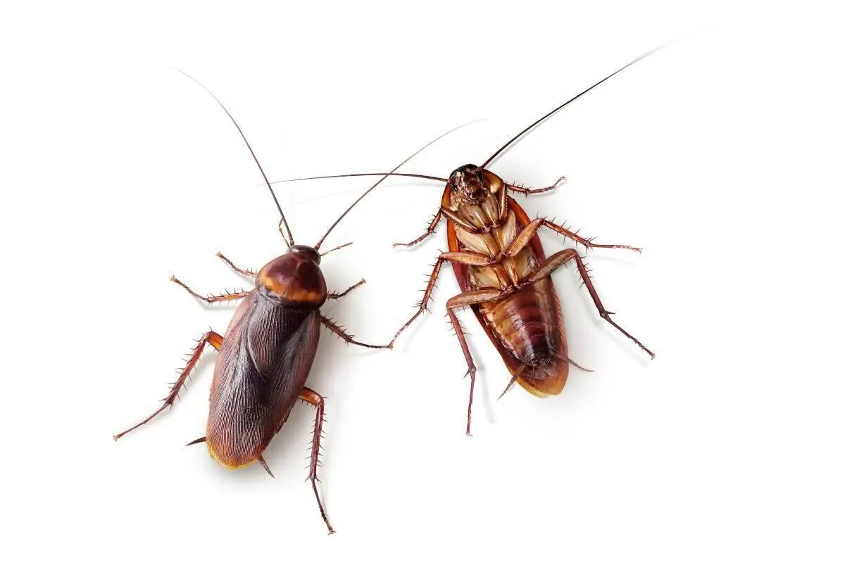 Se la notte trovi questi insetti in bagno devi intervenire subito: ecco cosa sono